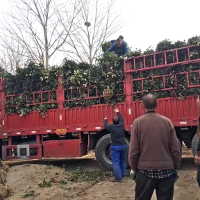 盆栽裝車現(xiàn)場