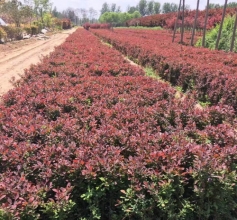 花卉苗木種植廠家